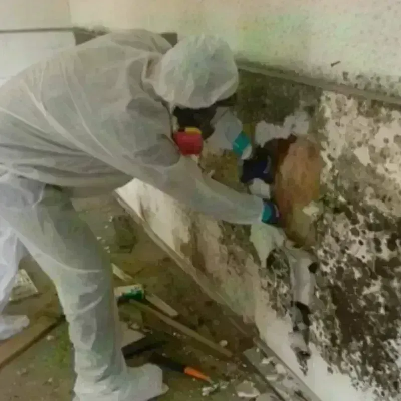 Mold Remediation and Removal in Spring Arbor, MI